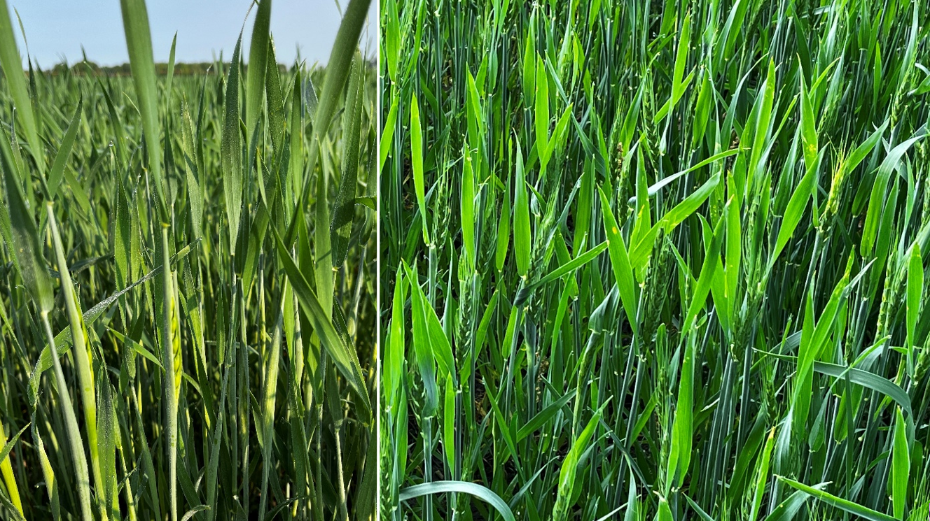 Wheat in the boot stage and fully headed.